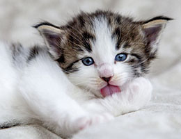 Wildfee's Norwegische Waldkatzen Wildfee's Baba-Jaga - 4 Wochen alt