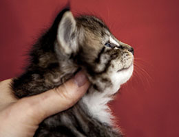 Wildfee's Norwegische Waldkatzen Wildfee's Balerion - 4 Wochen alt