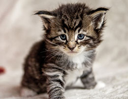 Wildfee's Norwegische Waldkatzen Wildfee's Balerion - 4 Wochen alt