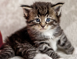 Wildfee's Norwegische Waldkatzen Wildfee's Balerion - 4 Wochen alt