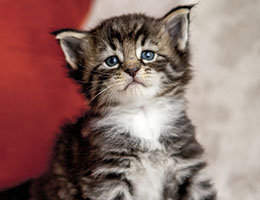 Wildfee's Norwegische Waldkatzen Wildfee's Balerion - 4 Wochen alt