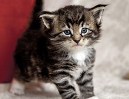 Wildfee's Norwegische Waldkatzen Wildfee's Balerion - 4 Wochen alt