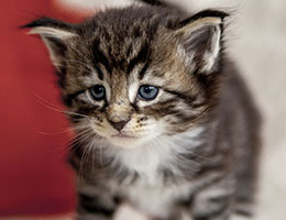 Wildfee's Norwegische Waldkatzen Wildfee's Balerion - 4 Wochen alt