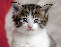 Wildfee's Norwegische Waldkatzen Wildfee's Barathea - 4 Wochen alt