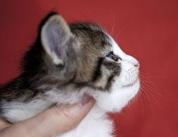 Wildfee's Norwegische Waldkatzen Wildfee's Barathea - 4 Wochen alt