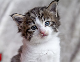 Wildfee's Norwegische Waldkatzen Wildfee's Barathea - 4 Wochen alt