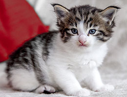 Wildfee's Norwegische Waldkatzen Wildfee's Barathea - 4 Wochen alt