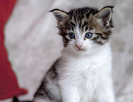 Wildfee's Norwegische Waldkatzen Wildfee's Barathea - 4 Wochen alt