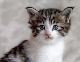 Wildfee's Norwegische Waldkatzen Wildfee's Barathea - 4 Wochen alt