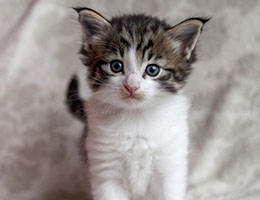 Wildfee's Norwegische Waldkatzen Wildfee's Barathea - 4 Wochen alt