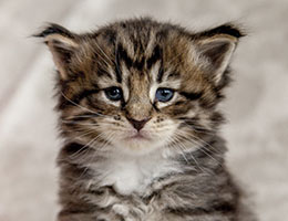 Wildfee's Norwegische Waldkatzen Wildfee's Brienne - 4 Wochen alt