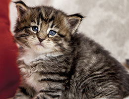 Wildfee's Norwegische Waldkatzen Wildfee's Brienne - 4 Wochen alt