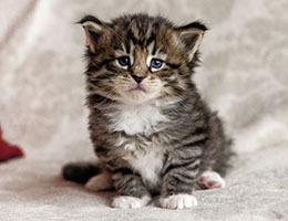 Wildfee's Norwegische Waldkatzen Wildfee's Brienne - 4 Wochen alt