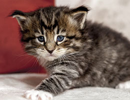 Wildfee's Norwegische Waldkatzen Wildfee's Brienne - 4 Wochen alt