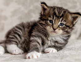 Wildfee's Norwegische Waldkatzen Wildfee's Brienne - 4 Wochen alt