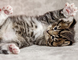 Wildfee's Norwegische Waldkatzen Wildfee's Brienne - 4 Wochen alt