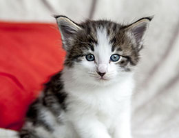 Wildfee's Norwegische Waldkatzen Wildfee's Baba-Jaga - 5 Wochen alt