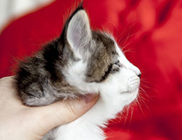 Wildfee's Norwegische Waldkatzen Wildfee's Baba-Jaga - 5 Wochen alt