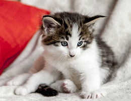 Wildfee's Norwegische Waldkatzen Wildfee's Baba-Jaga - 5 Wochen alt