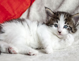 Wildfee's Norwegische Waldkatzen Wildfee's Baba-Jaga - 5 Wochen alt