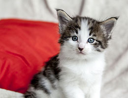 Wildfee's Norwegische Waldkatzen Wildfee's Baba-Jaga - 5 Wochen alt