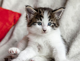 Wildfee's Norwegische Waldkatzen Wildfee's Baba-Jaga - 5 Wochen alt