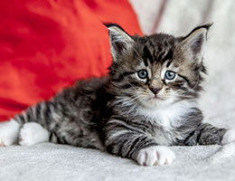 Wildfee's Norwegische Waldkatzen Wildfee's Balerion - 5 Wochen alt