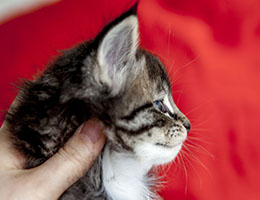 Wildfee's Norwegische Waldkatzen Wildfee's Balerion - 5 Wochen alt