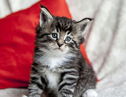 Wildfee's Norwegische Waldkatzen Wildfee's Balerion - 5 Wochen alt