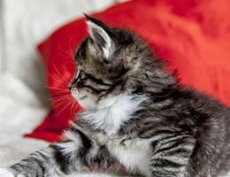 Wildfee's Norwegische Waldkatzen Wildfee's Balerion - 5 Wochen alt