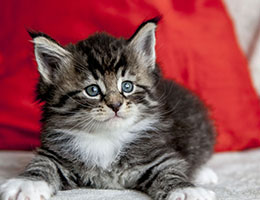 Wildfee's Norwegische Waldkatzen Wildfee's Balerion - 5 Wochen alt