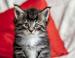 Wildfee's Norwegische Waldkatzen Wildfee's Balerion - 5 Wochen alt