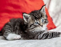 Wildfee's Norwegische Waldkatzen Wildfee's Balerion - 5 Wochen alt