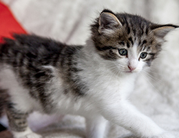 Wildfee's Norwegische Waldkatzen Wildfee's Barathea - 5 Wochen alt