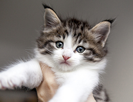 Wildfee's Norwegische Waldkatzen Wildfee's Barathea - 5 Wochen alt