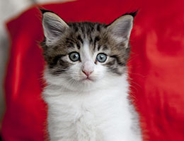 Wildfee's Norwegische Waldkatzen Wildfee's Barathea - 5 Wochen alt