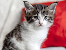 Wildfee's Norwegische Waldkatzen Wildfee's Barathea - 5 Wochen alt