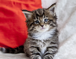 Wildfee's Norwegische Waldkatzen Wildfee's Brienne - 5 Wochen alt