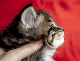 Wildfee's Norwegische Waldkatzen Wildfee's Brienne - 5 Wochen alt