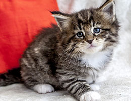 Wildfee's Norwegische Waldkatzen Wildfee's Brienne - 5 Wochen alt