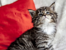 Wildfee's Norwegische Waldkatzen Wildfee's Brienne - 5 Wochen alt