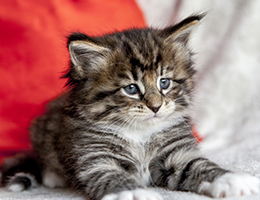 Wildfee's Norwegische Waldkatzen Wildfee's Brienne - 5 Wochen alt