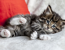 Wildfee's Norwegische Waldkatzen Wildfee's Brienne - 5 Wochen alt