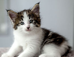 Wildfee's Norwegische Waldkatzen Wildfee's Baba-Jaga - 6 Wochen alt