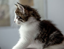 Wildfee's Norwegische Waldkatzen Wildfee's Baba-Jaga - 6 Wochen alt