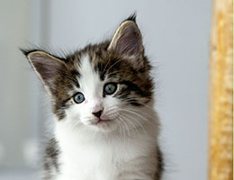 Wildfee's Norwegische Waldkatzen Wildfee's Baba-Jaga - 6 Wochen alt