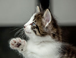 Wildfee's Norwegische Waldkatzen Wildfee's Baba-Jaga - 6 Wochen alt