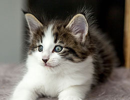 Wildfee's Norwegische Waldkatzen Wildfee's Baba-Jaga - 6 Wochen alt