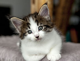 Wildfee's Norwegische Waldkatzen Wildfee's Baba-Jaga - 6 Wochen alt