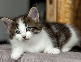 Wildfee's Norwegische Waldkatzen Wildfee's Baba-Jaga - 6 Wochen alt